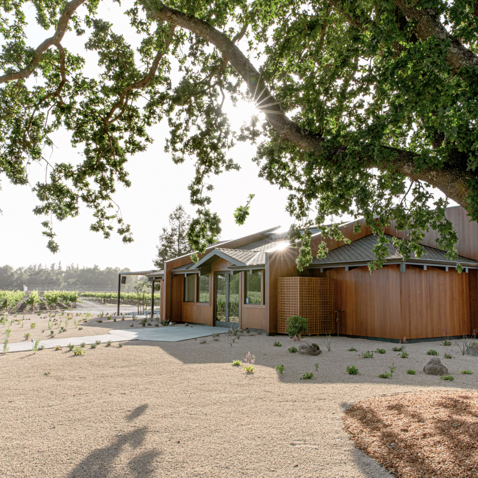The exterior of the Bread & Butter tasting room in Napa, CA, next to a vineyard with a live oak in front.