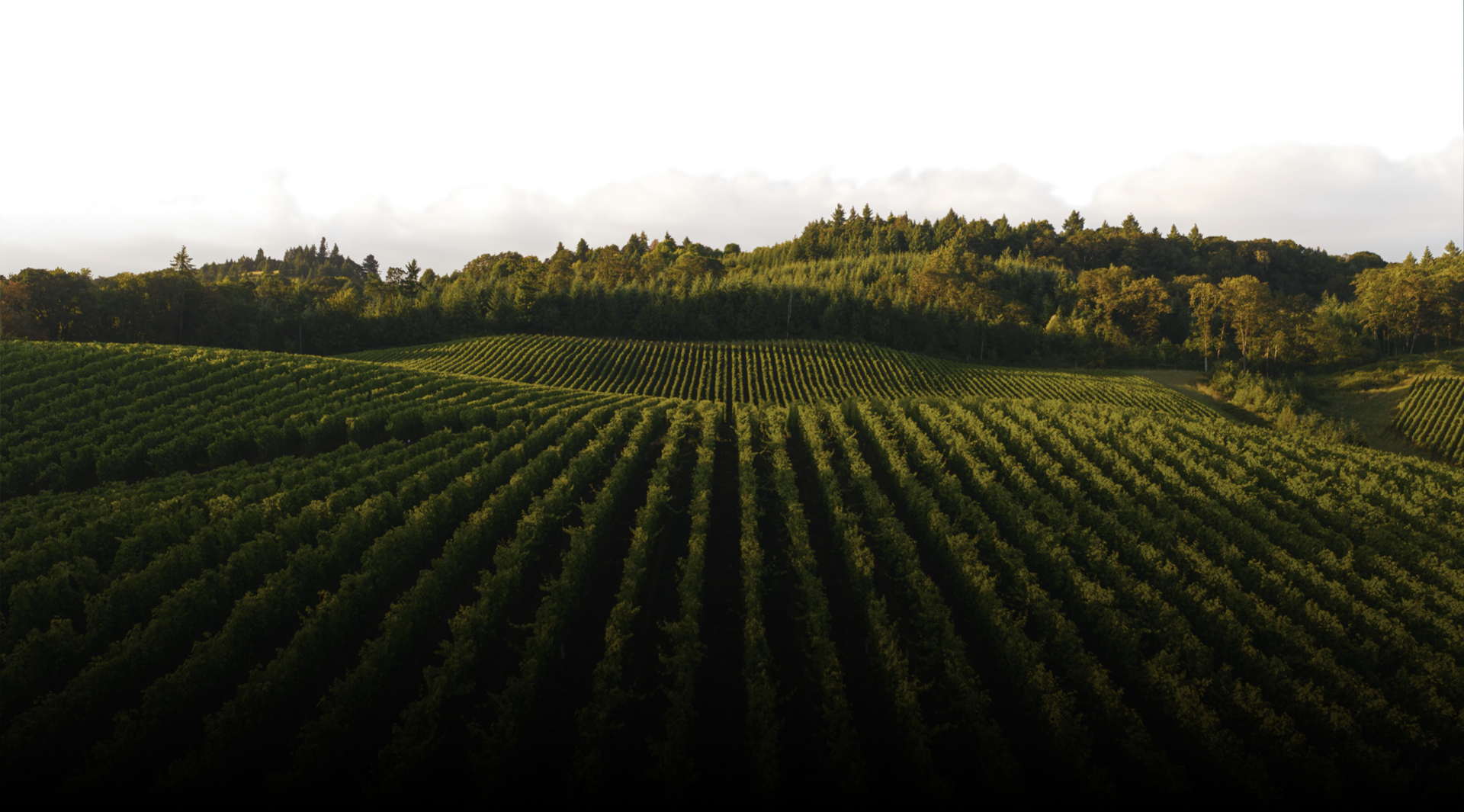 Image of a vineyard with a lush forest in the background